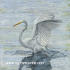 Egret Wings 50" x 50"